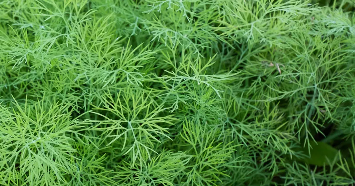 Air-dried Dill tips | Wholesale | Geneza Air-Drying plant